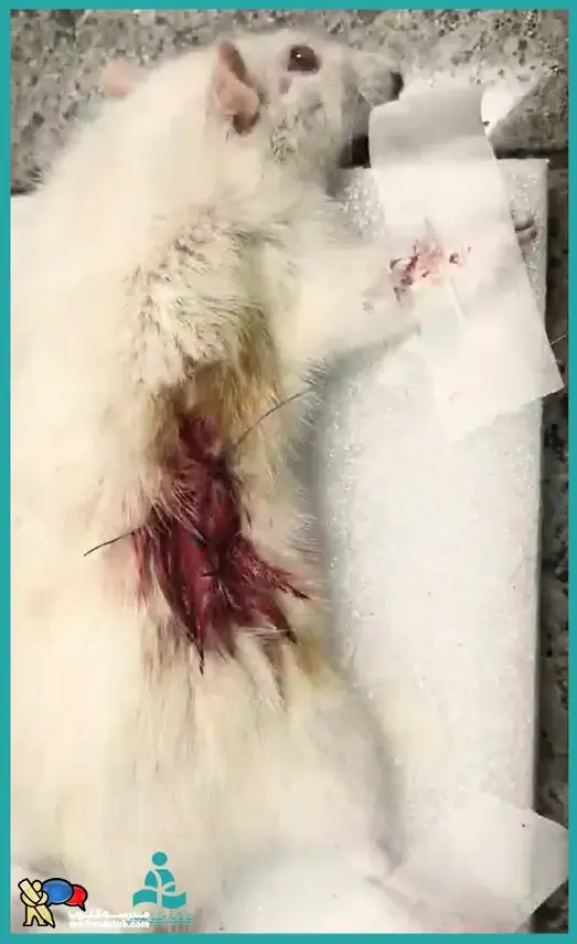 مدرسه علامه طباطبایی (واحد گام نو)، کارسوق‌های جراحی در دبیرستان گام نو علامه طباطبایی برنامه ی آموزشی ویژه مدارس علامه طباطبایی می باشد